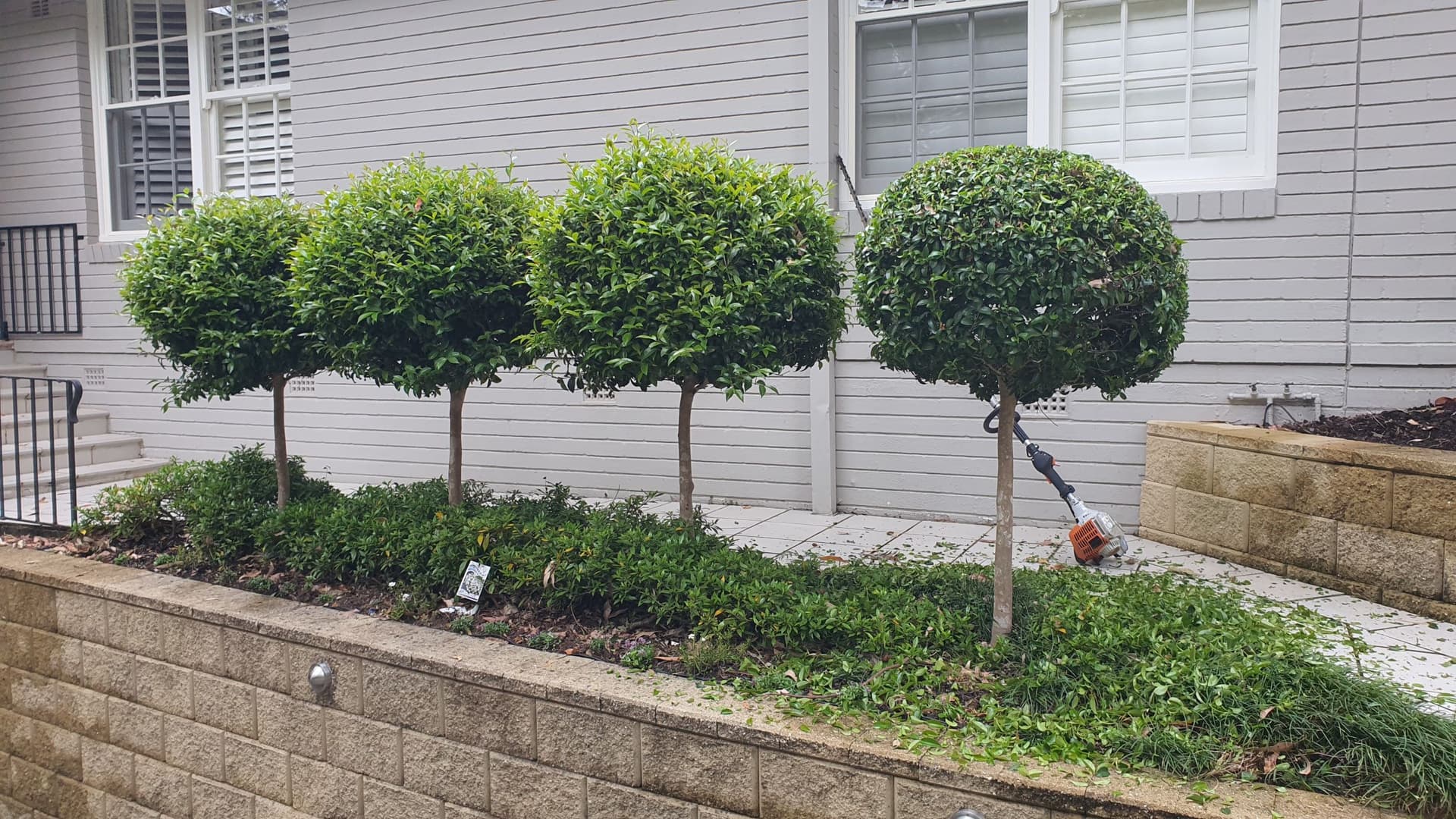Before garden in Manly