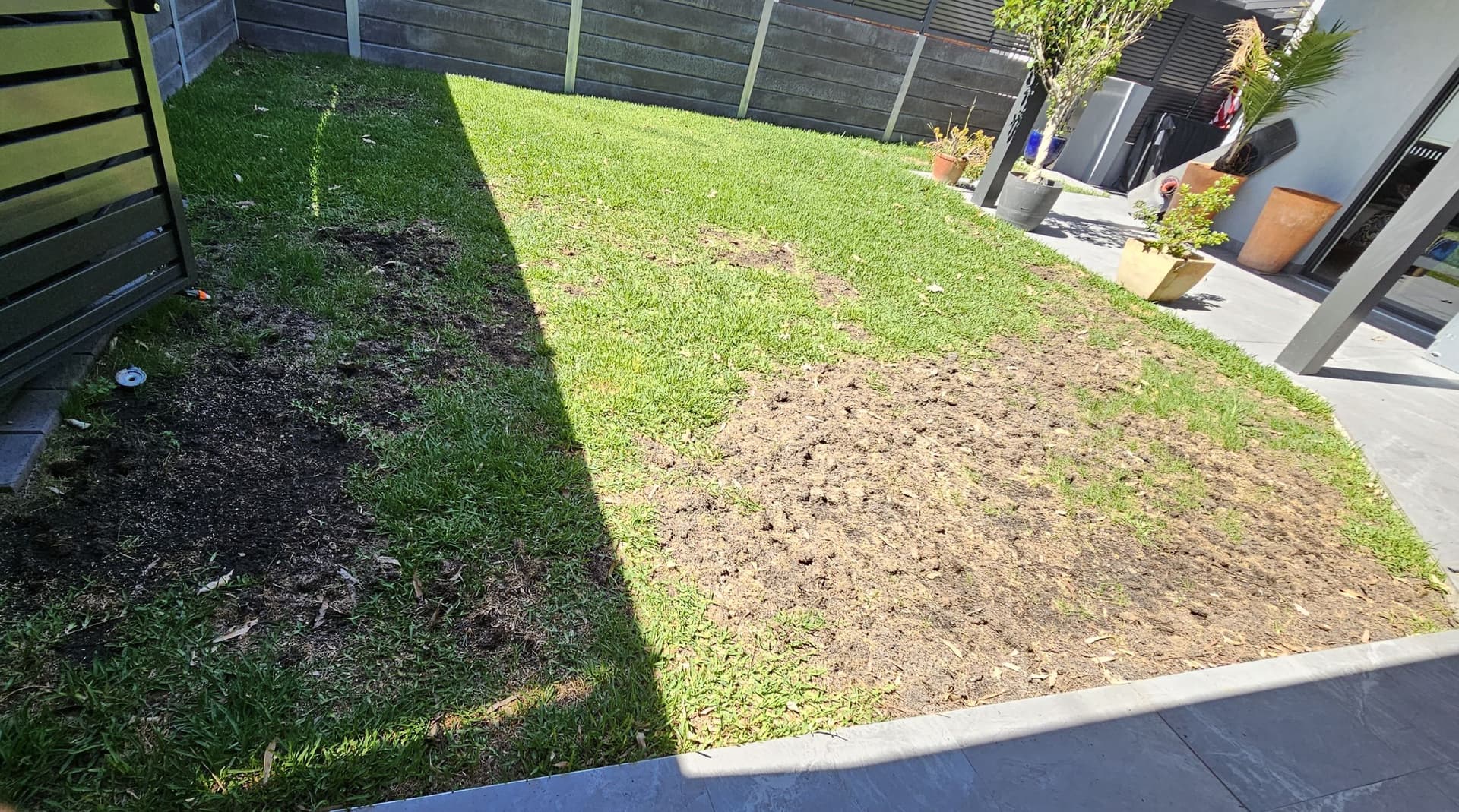 Before Lawn Mowing in Narrabeen