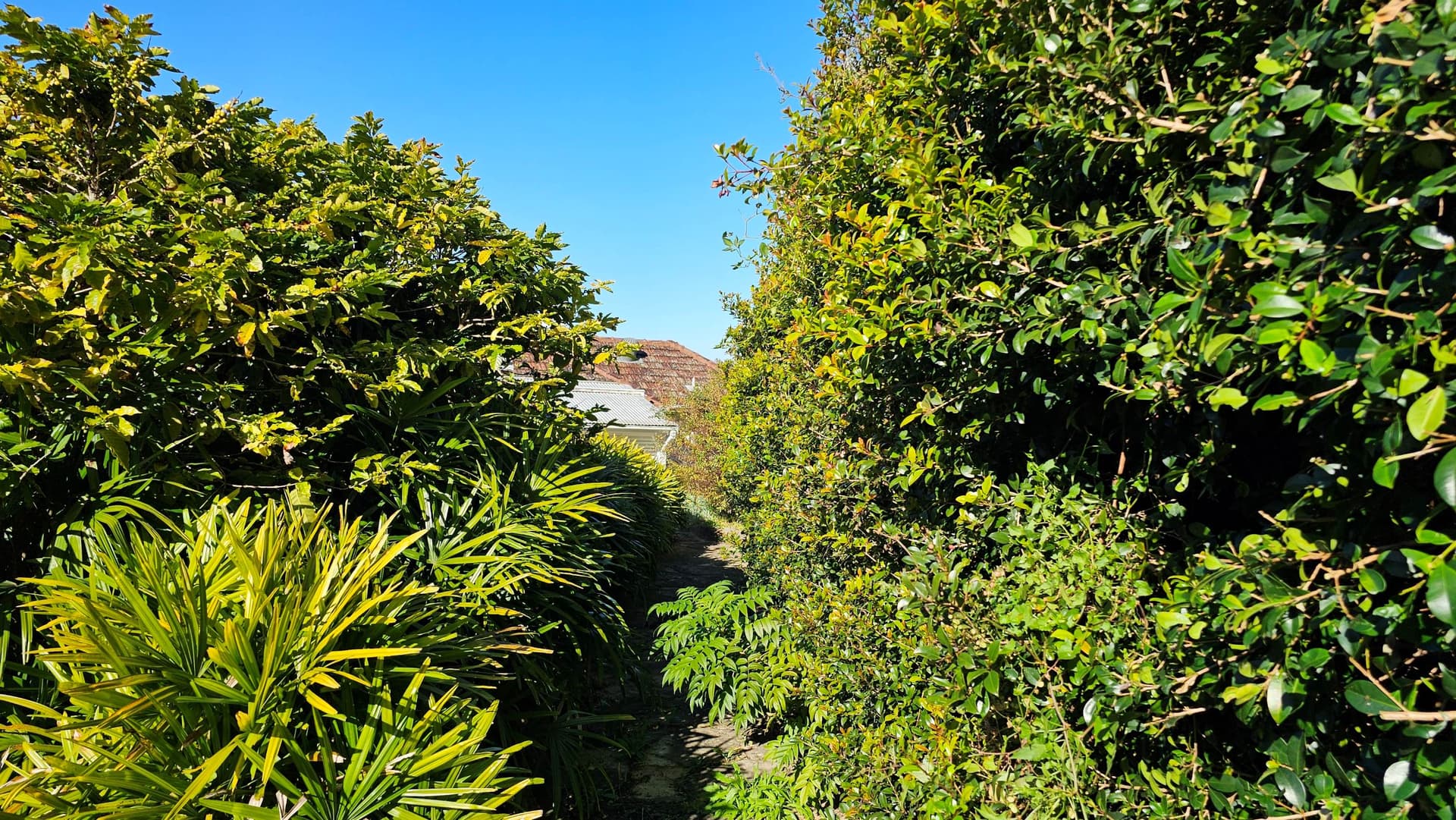 Before garden clean up in New Port
