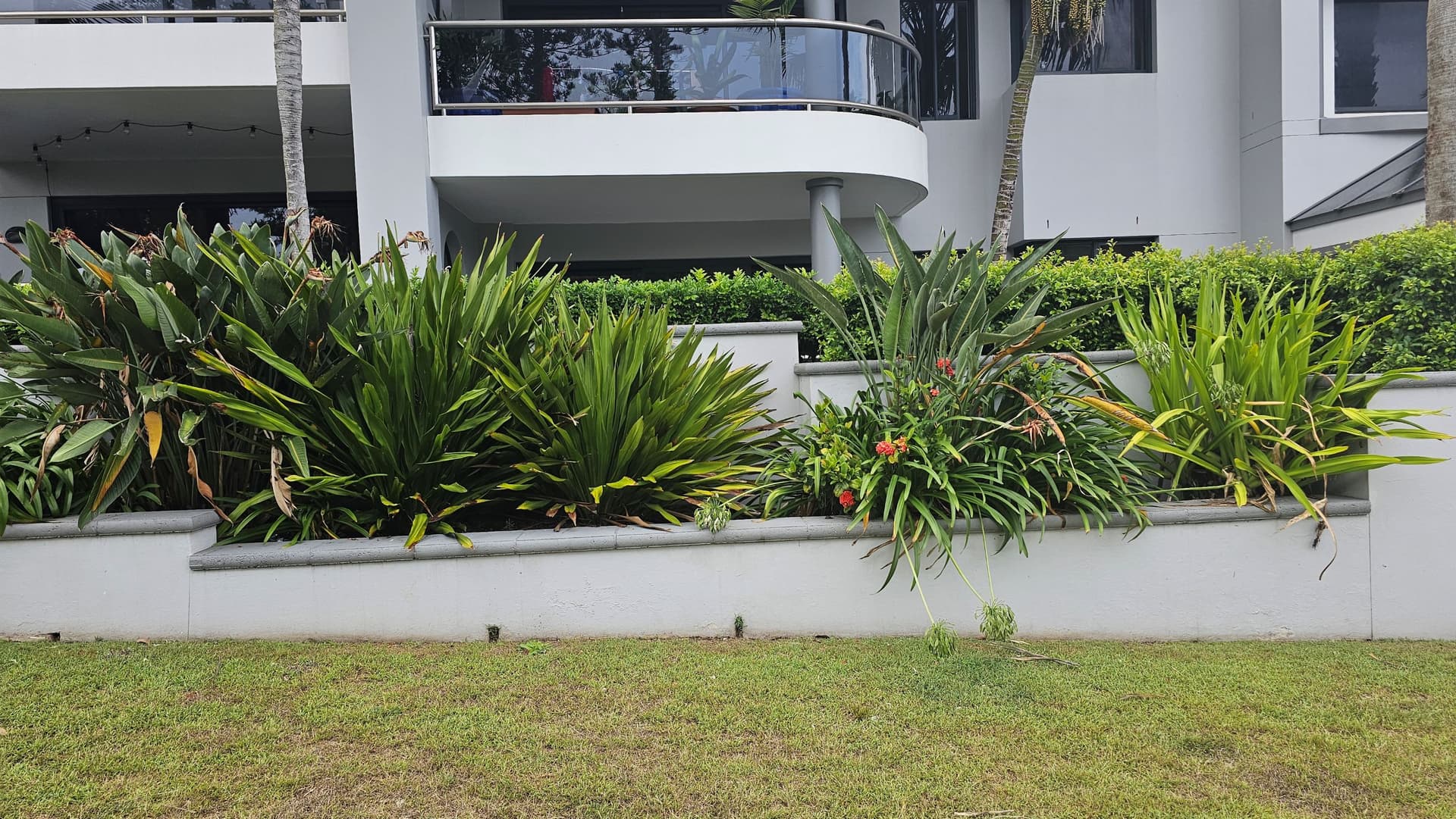Before garden maintenance in Mona Vale