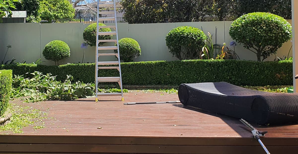 Hedge Trimming example 1 in Northern Beaches