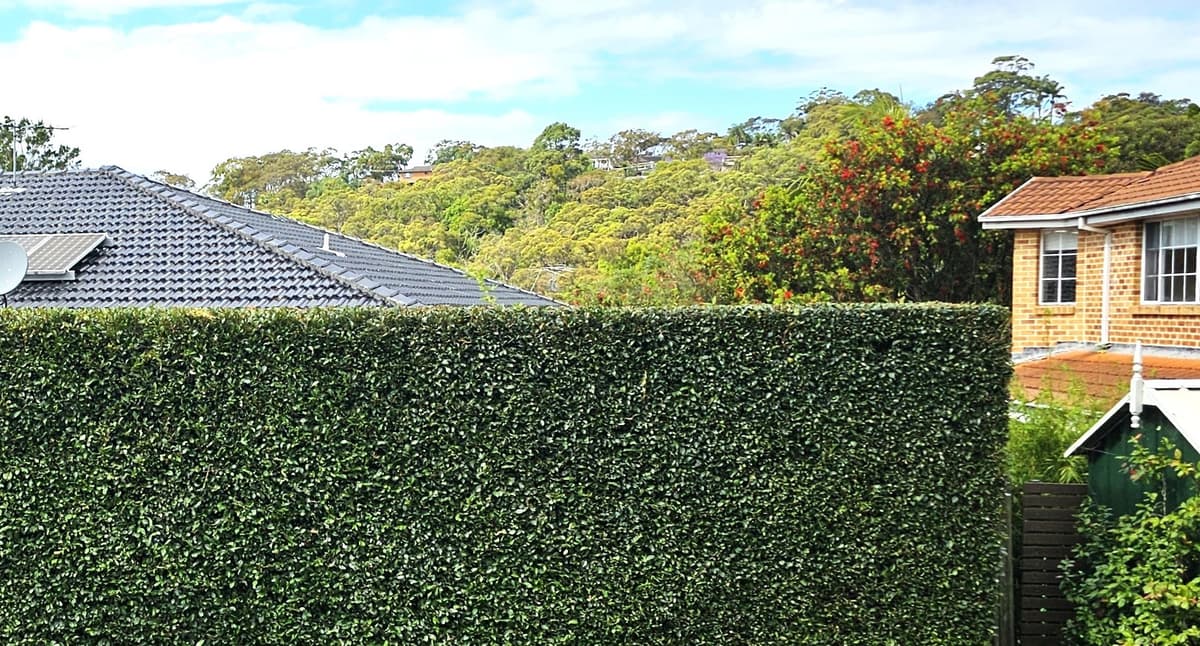 Hedge Trimming example 2 in Northern Beaches