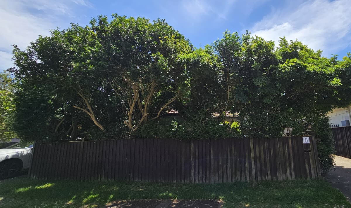 Tree Pruning example 1 in Northern Beaches