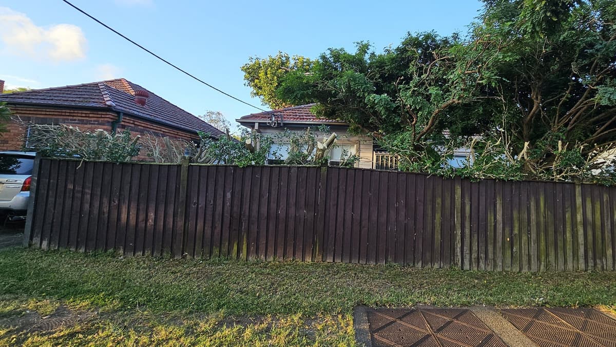 Tree Pruning example 2 in Northern Beaches