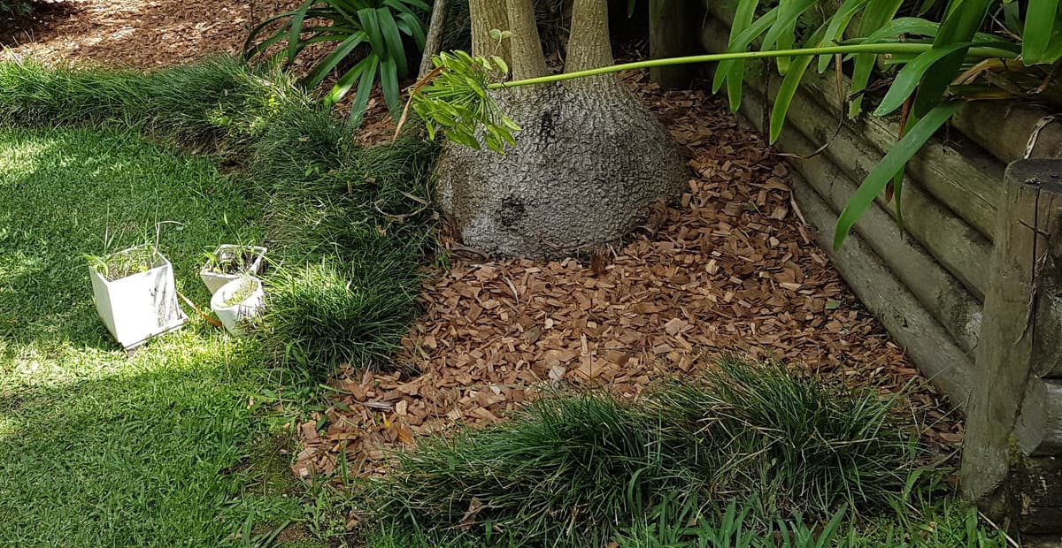 Mulching example 2 in Northern Beaches