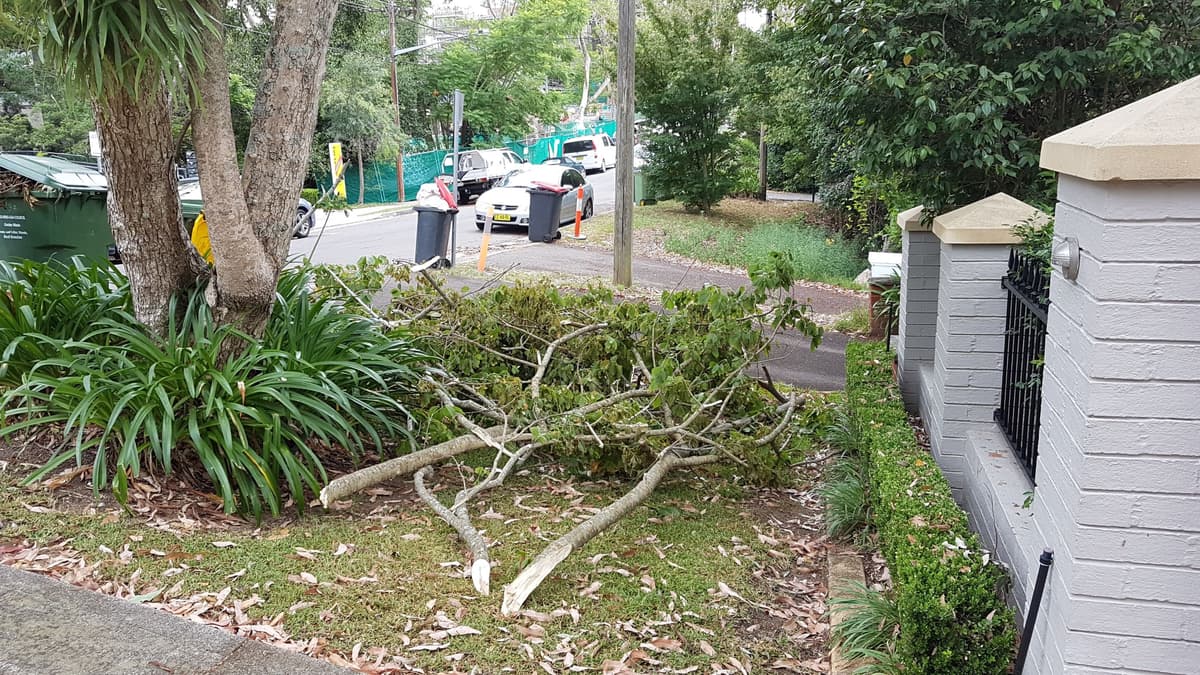 Garden Clean Up example 2 in Northern Beaches