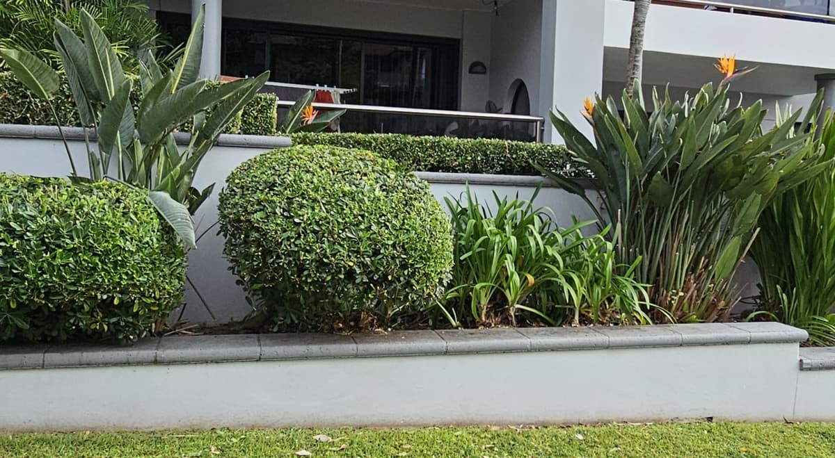 Garden Maintenance example 2 in Northern Beaches